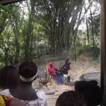 Sortie Bonobos